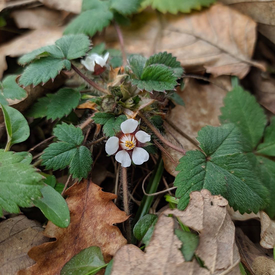 Изображение особи Potentilla micrantha.