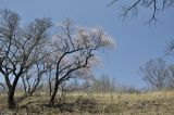 View full-size image Armeniaca mandshurica