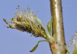 View full-size image Salix siuzevii