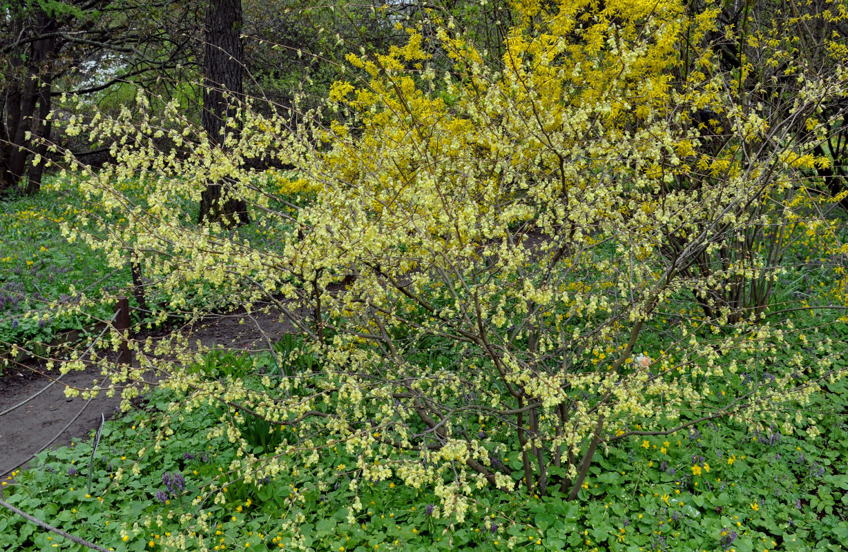 Image of Corylopsis sinensis specimen.