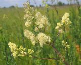 Thalictrum flavum