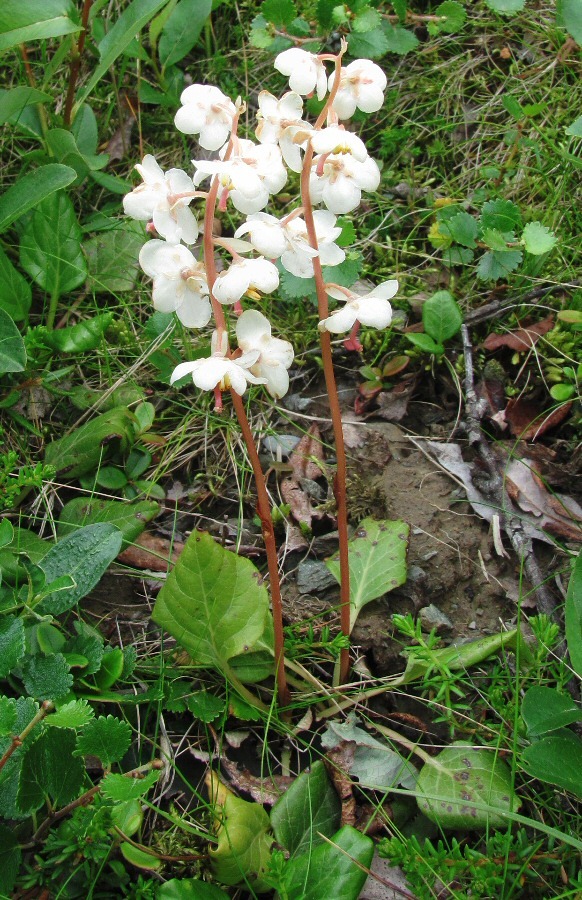 Image of Pyrola grandiflora specimen.