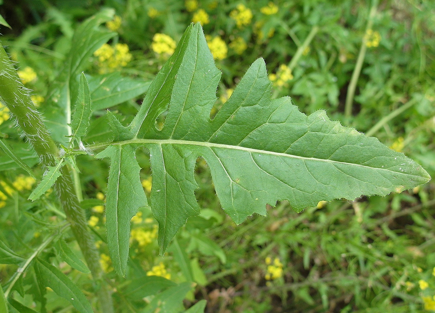 Изображение особи Sisymbrium loeselii.