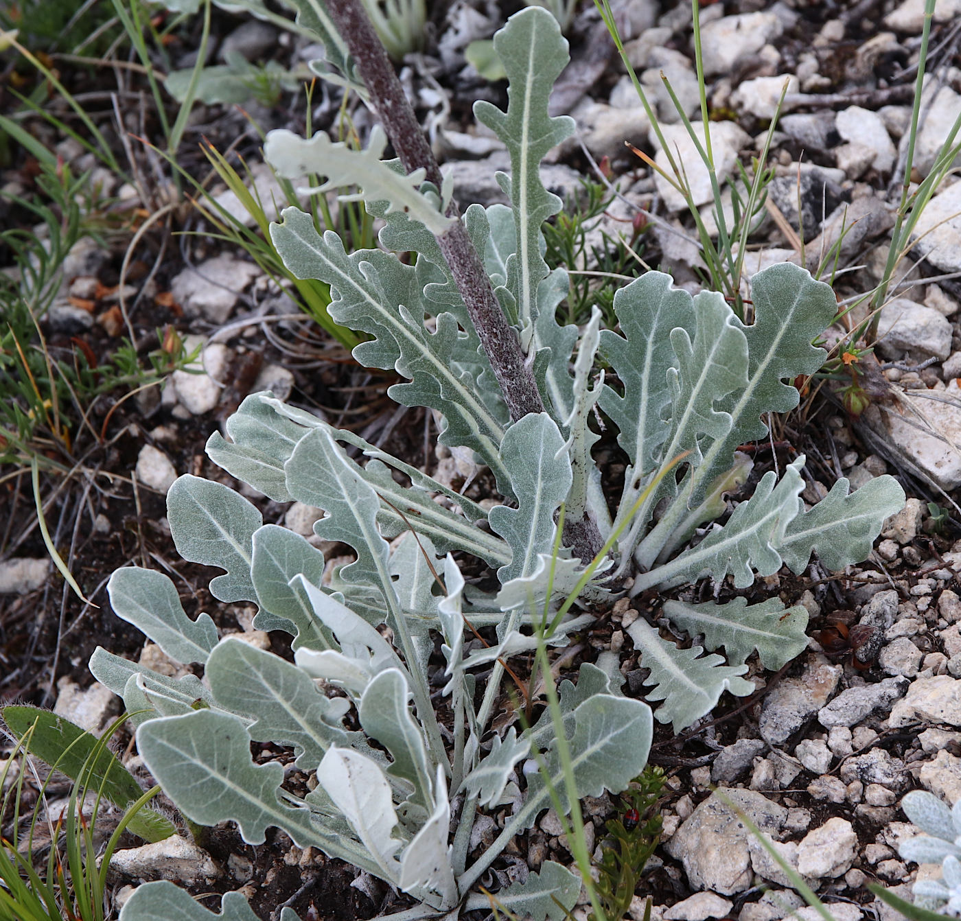 Image of Jurinea ruprechtii specimen.