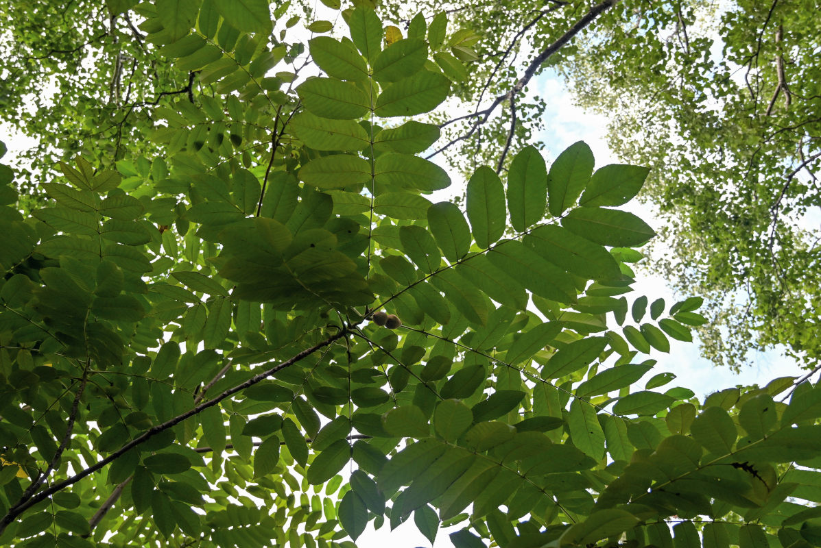 Image of Juglans ailanthifolia specimen.