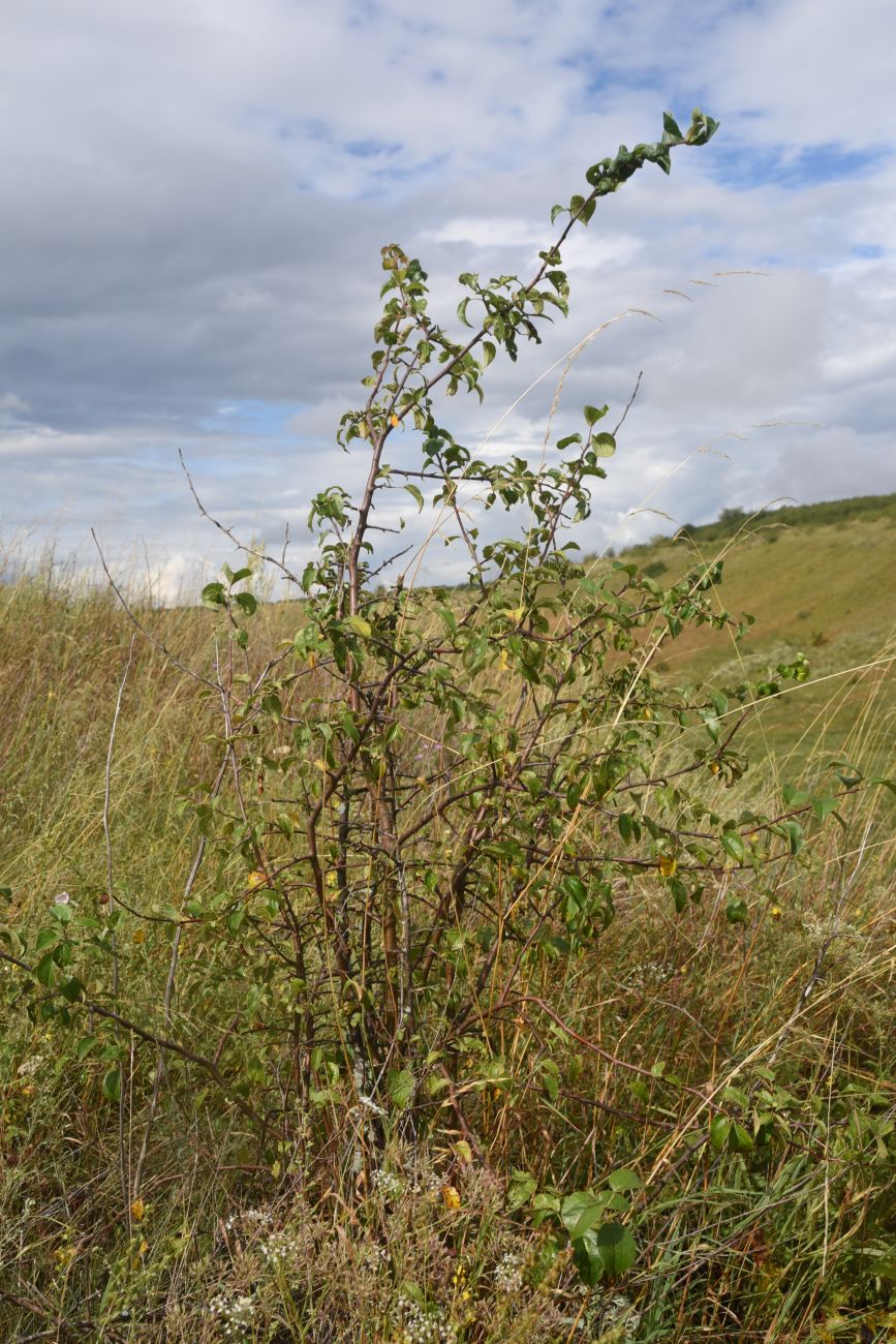 Image of Malus domestica specimen.