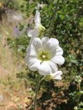 Alcea nudiflora