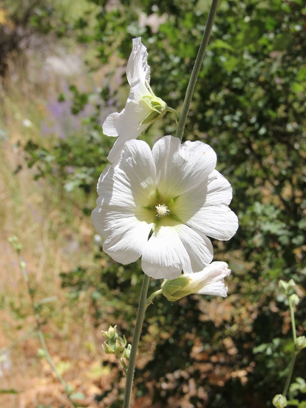 Image of Alcea nudiflora specimen.