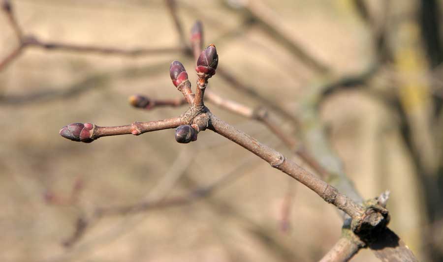 Image of Acer tataricum specimen.