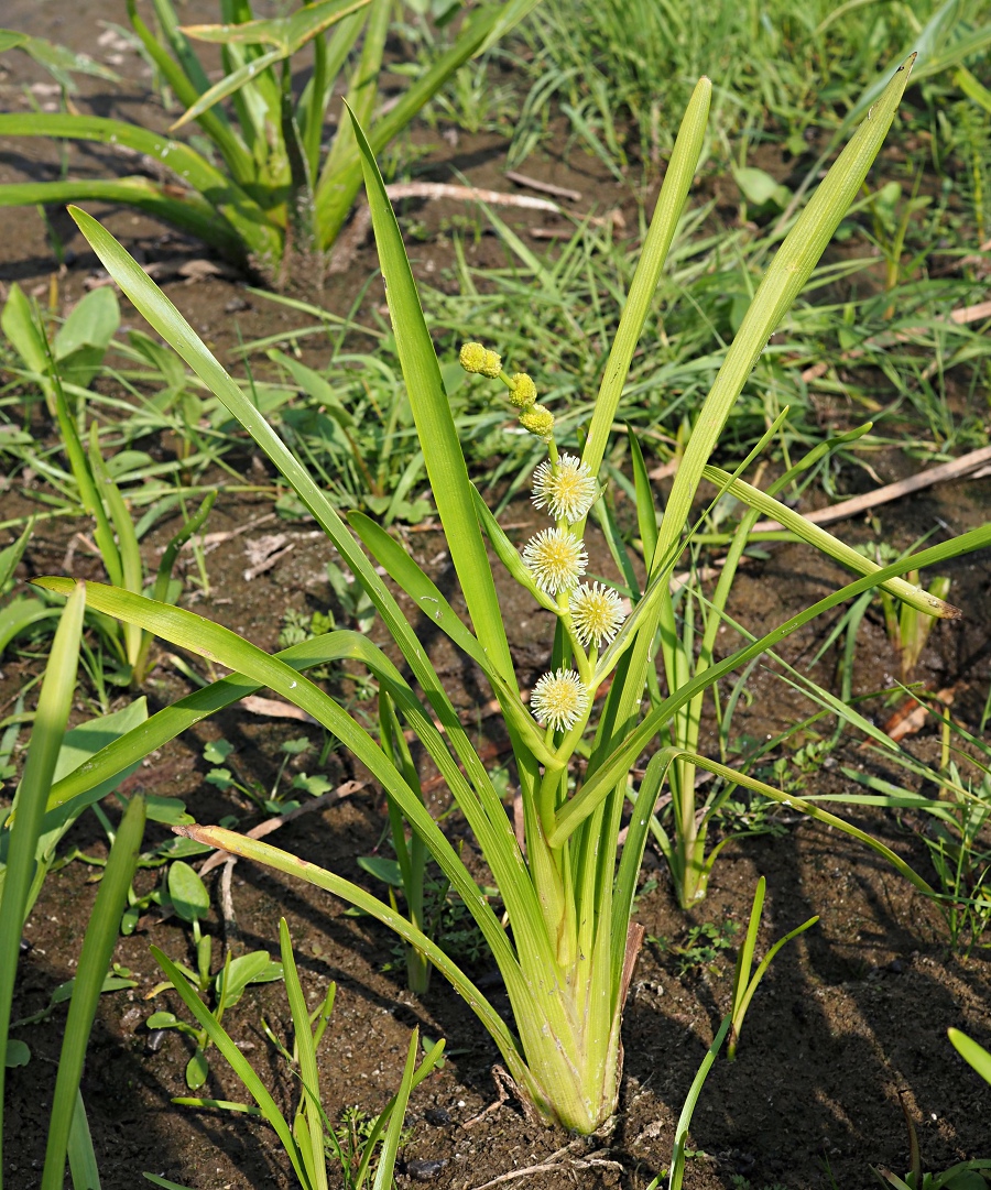 Image of Sparganium emersum specimen.