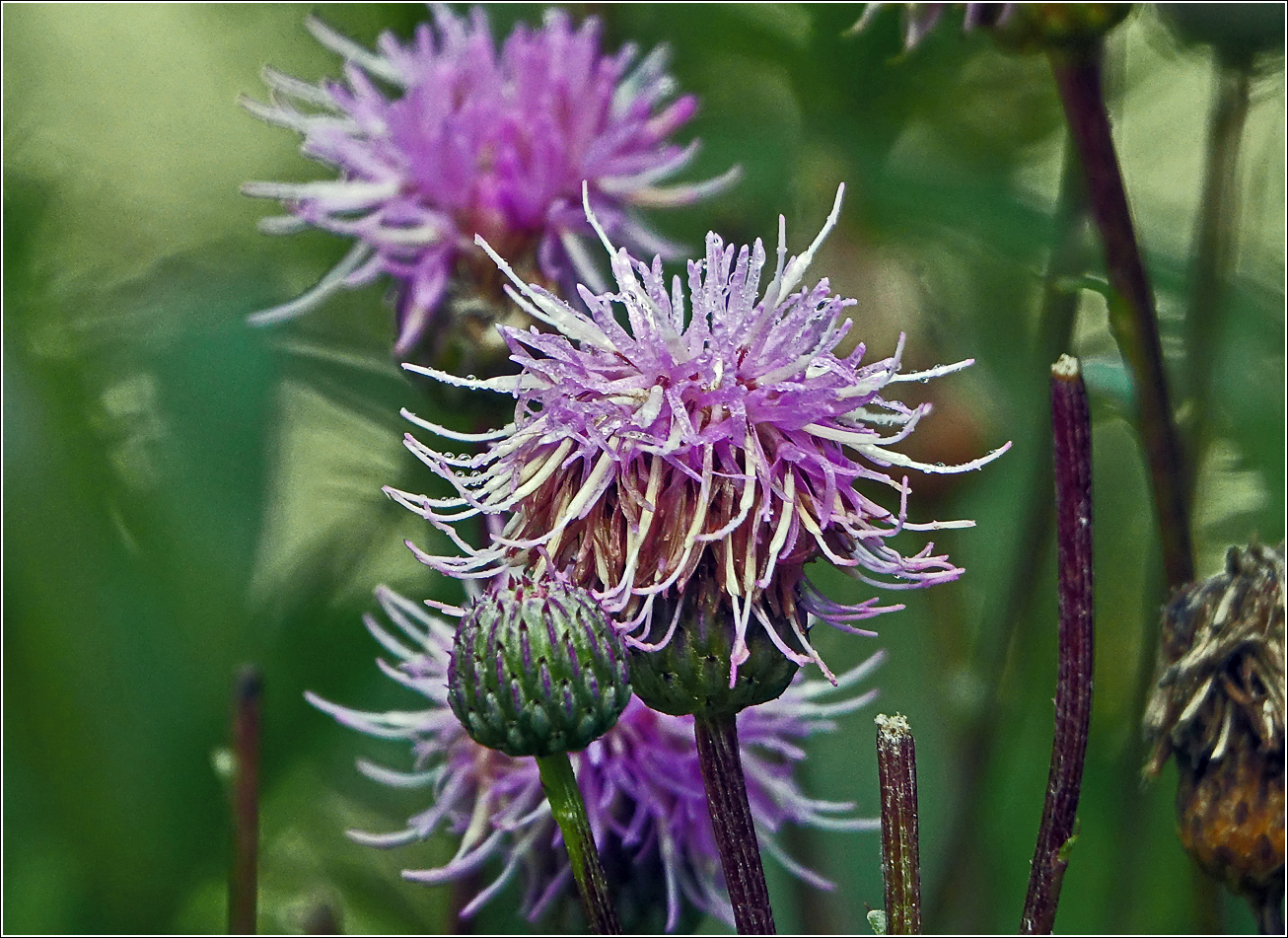 Image of Cirsium arvense specimen.