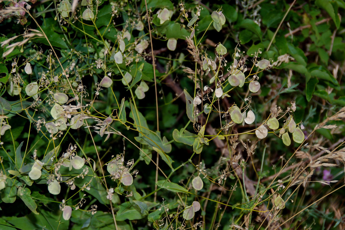 Image of Peltaria alliacea specimen.