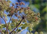 Angelica sylvestris. Соплодие. Московская обл., Раменский р-н, окр. дер. Хрипань, садовый участок. 16.08.2024.