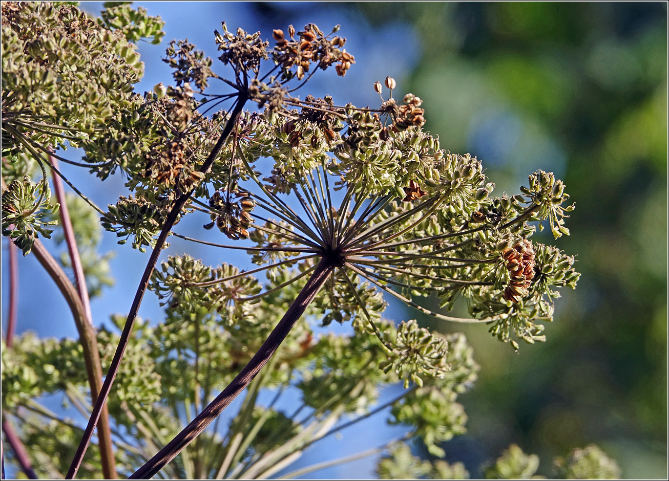 Изображение особи Angelica sylvestris.