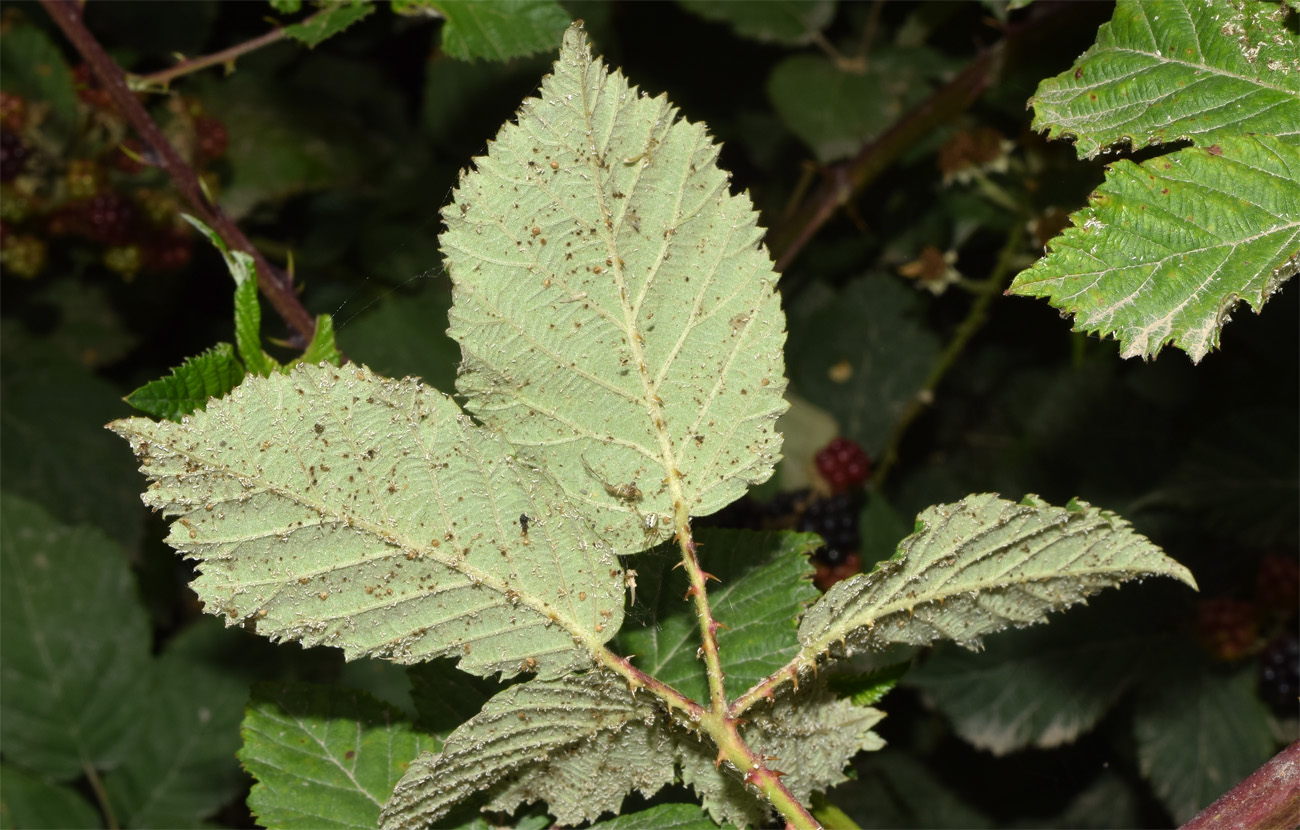 Image of Rubus sanctus specimen.