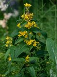 Lysimachia vulgaris. Верхушка цветущего растения. Вологодская обл., Кирилловский р-н, Ципина гора, опушка смешанного леса. 12.07.2024.