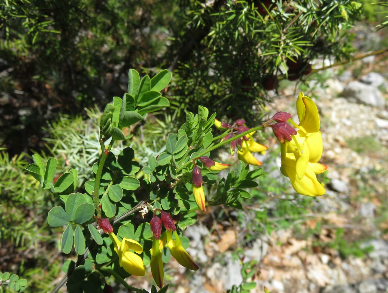 Изображение особи Hippocrepis emeroides.