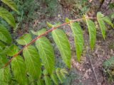 Ailanthus altissima. Лист. Крым, Южный Берег, долина р. Алака (Сотера), щебнистый склон рядом с грунтовой дорогой. 26.05.2024.