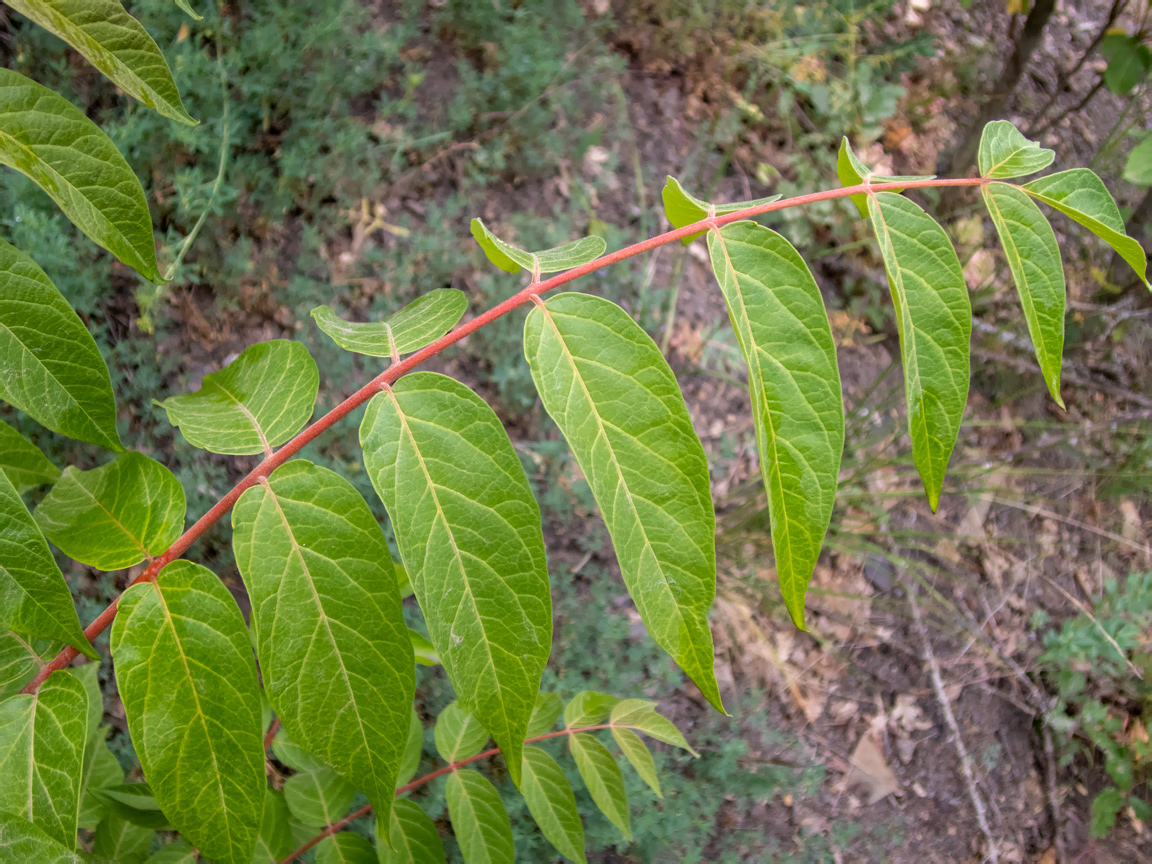 Image of Ailanthus altissima specimen.