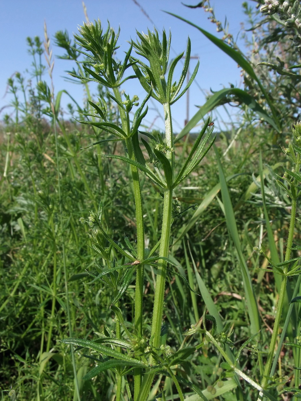 Image of Galium vaillantii specimen.