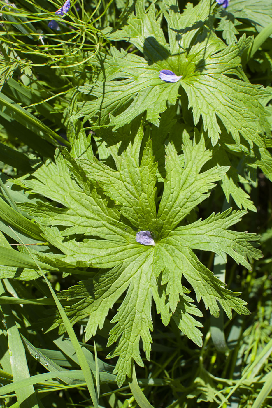 Изображение особи Geranium pratense.