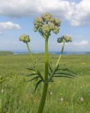 Valeriana officinalis. Верхушка расцветающего растения. Карачаево-Черкесия, Зеленчукский р-н, гора Джисса, ≈ 1600 м н.у.м., субальпийский луг. 14.06.2024.