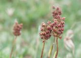 Tofieldia coccinea. Верхушки генеративных побегов с соплодиями. Камчатский край, Елизовский р-н, вулкан Авачинская сопка, западный склон, горная тундра. 11.08.2024.