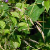 Bromus commutatus