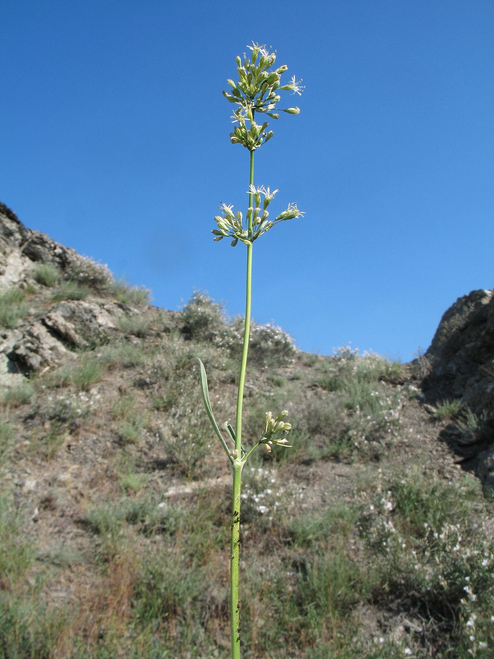 Image of Silene cyri specimen.