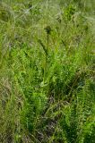 Filipendula vulgaris. Растение с развивающимся соцветием. Оренбургская обл., Кувандыкский муниципальный округ, степь. 28 мая 2024 г.