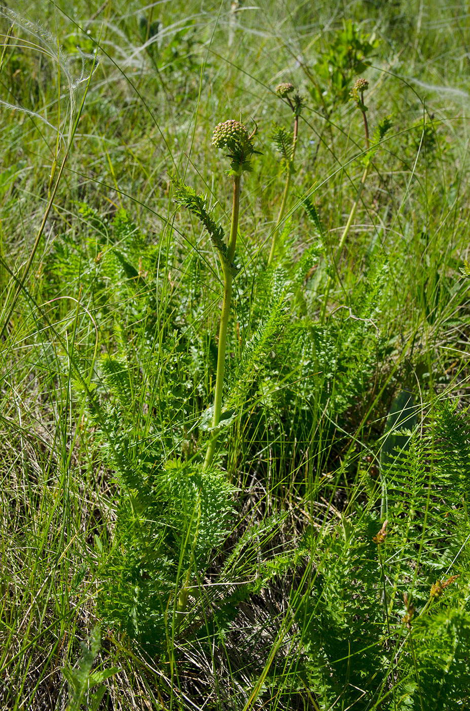 Image of Filipendula vulgaris specimen.