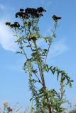 Tanacetum vulgare. Верхушка отцветающего и плодоносящего растения. Беларусь, Витебская обл., окр. пос. Езерище, суходольный луг. 27.08.2024.