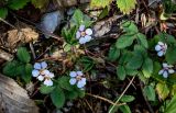 View full-size image Potentilla micrantha