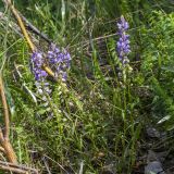 View full-size image Polygala comosa