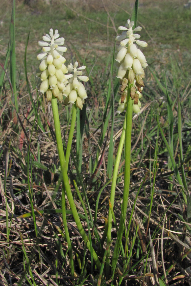 Image of Muscari neglectum specimen.