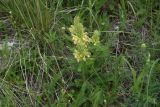 View full-size image genus Pedicularis