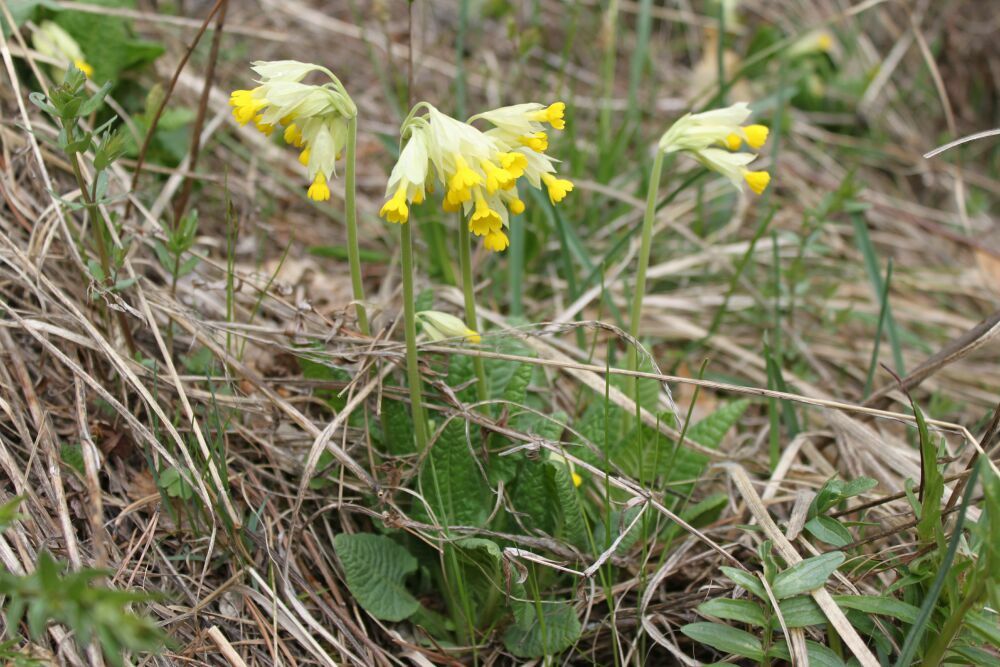 Image of Primula macrocalyx specimen.