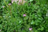 View full-size image Cardamine acris