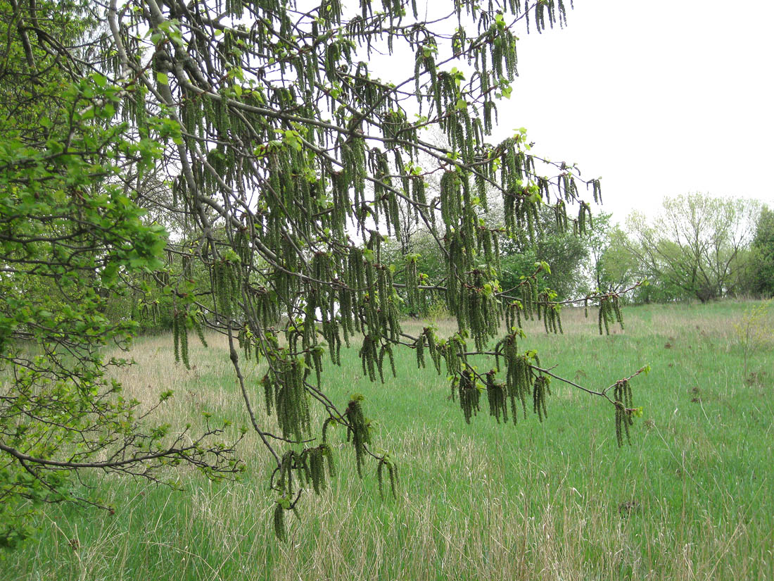 Изображение особи Populus tremula.