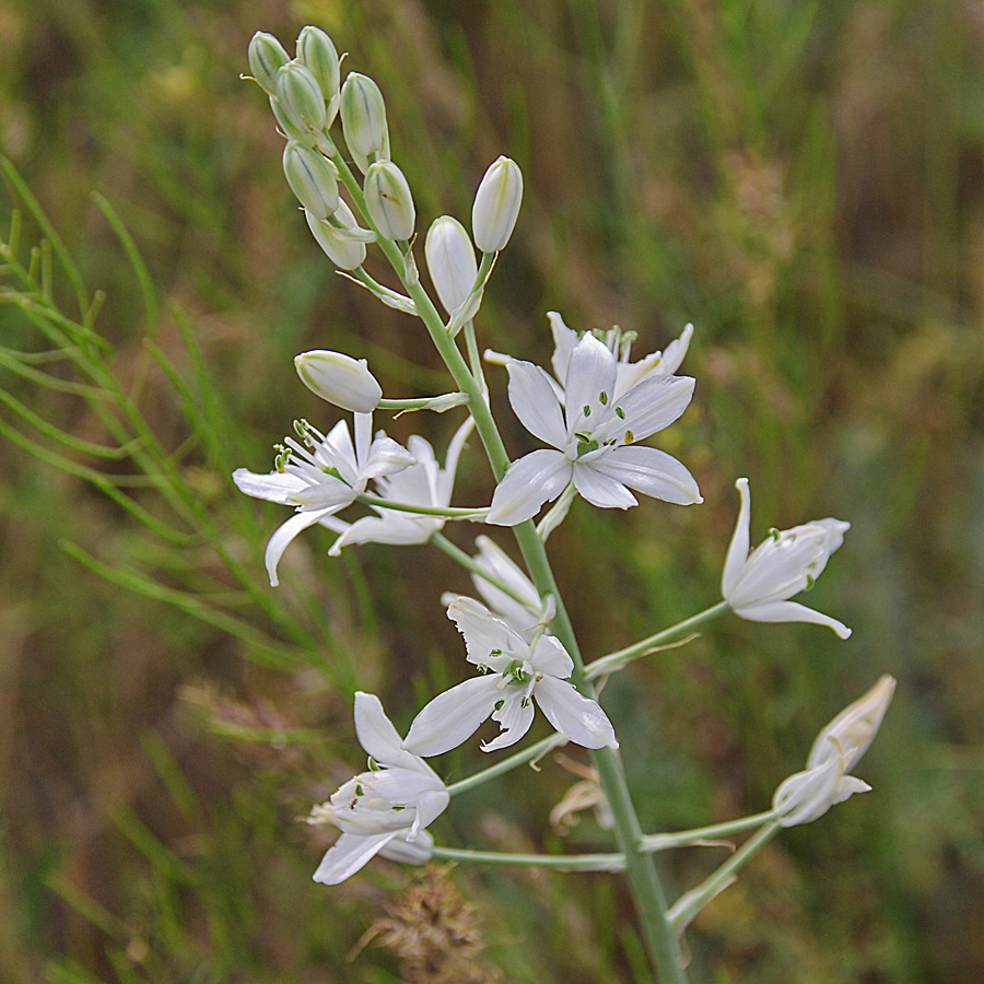 Image of Ornithogalum fischerianum specimen.