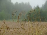 Festuca pratensis. Верхушки стеблей с соплодиями. Московская обл., Раменский р-н, окр. дер. Хрипань, луг. 25.07.2004.