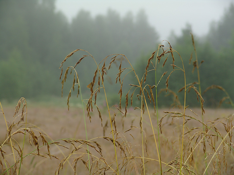 Изображение особи Festuca pratensis.