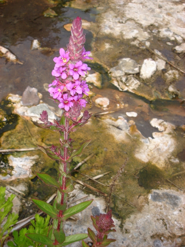 Image of Lythrum salicaria specimen.