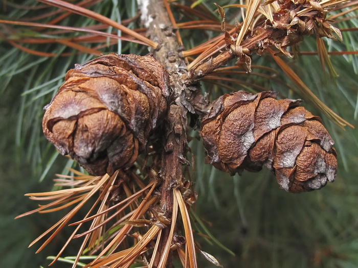 Image of Pinus pumila specimen.