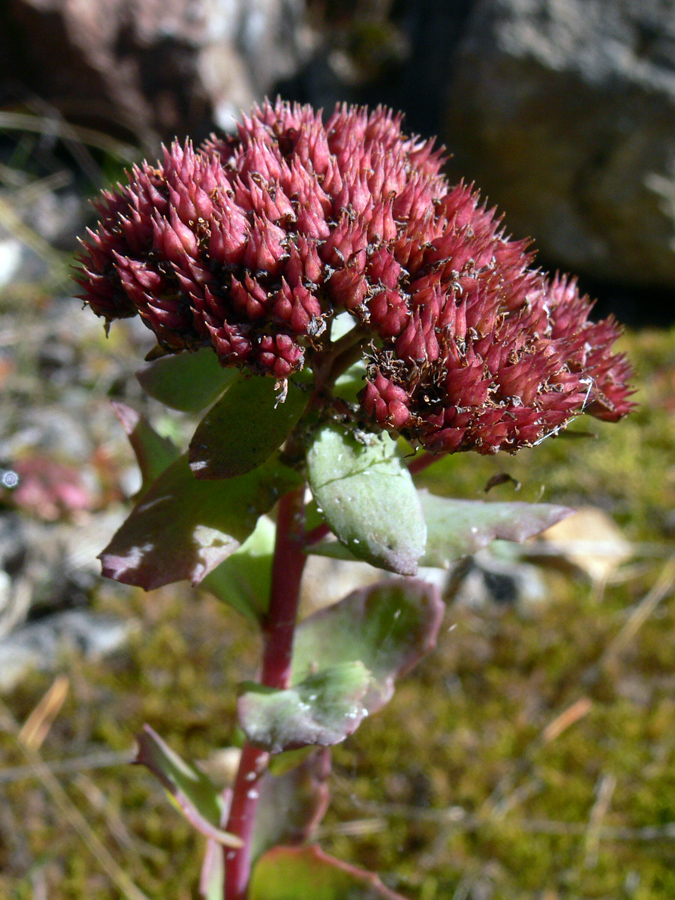 Image of Hylotelephium triphyllum specimen.