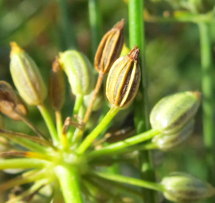 Image of Foeniculum vulgare specimen.