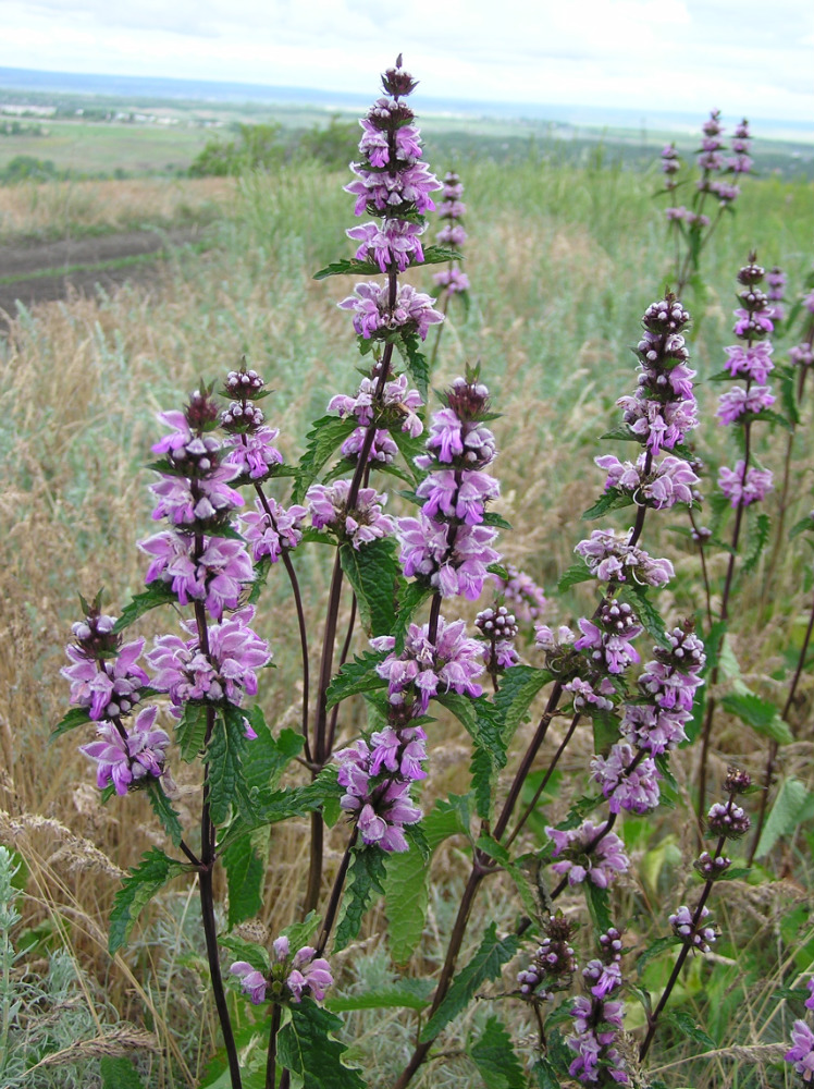 Изображение особи Phlomoides tuberosa.