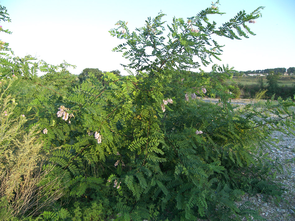 Image of Robinia viscosa specimen.