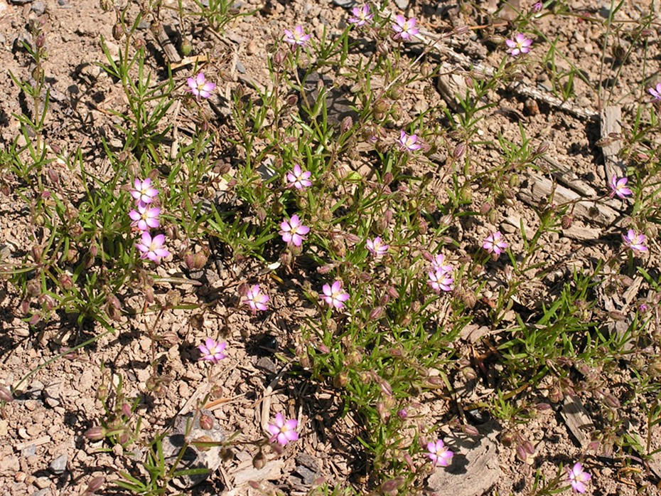 Изображение особи Spergularia rubra.