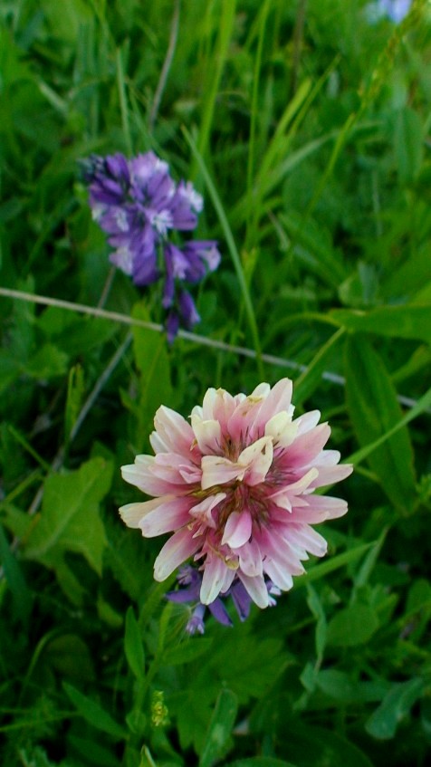 Image of genus Trifolium specimen.